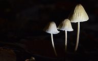 Mycena